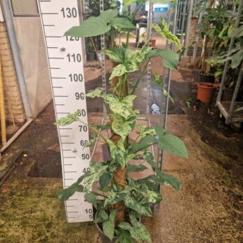 Syngonium Mottled Mojito