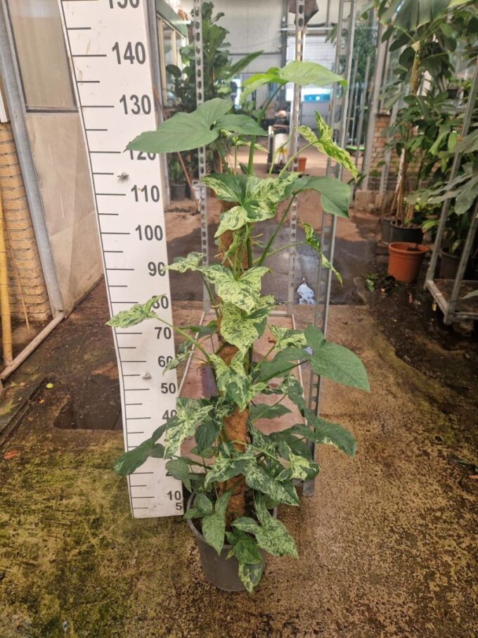 Syngonium Mottled Mojito