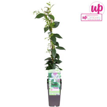Trachelospermum Jasminoides P15