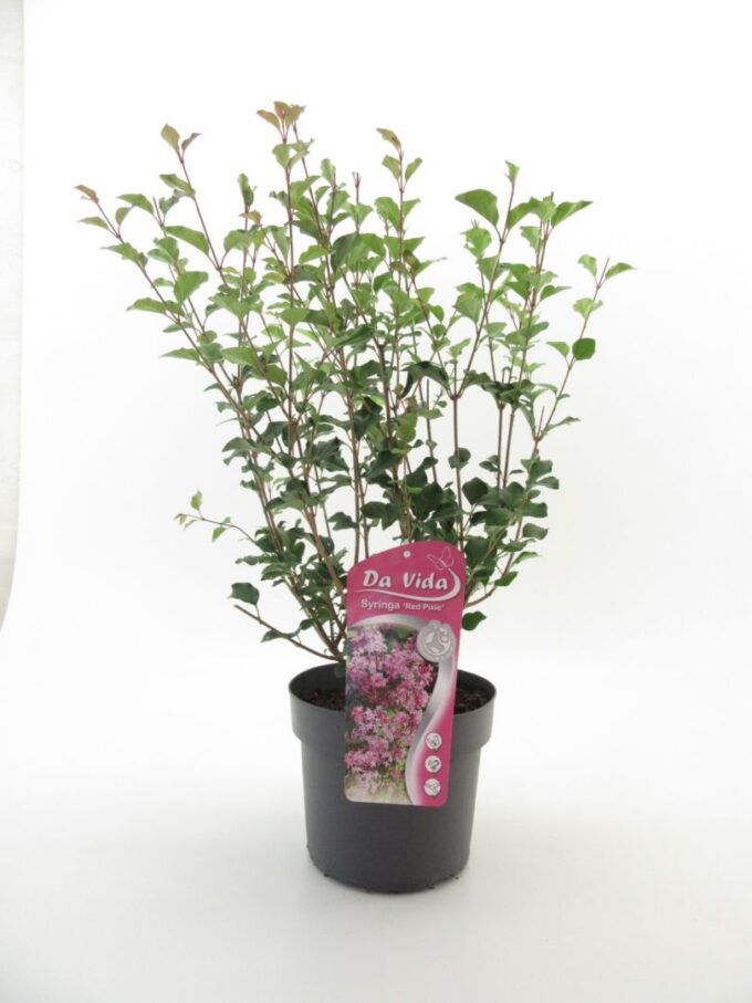 Syringa mey. Red Pixie