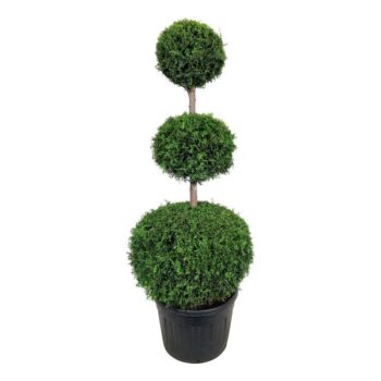 Thuja occ. 'Brabant'