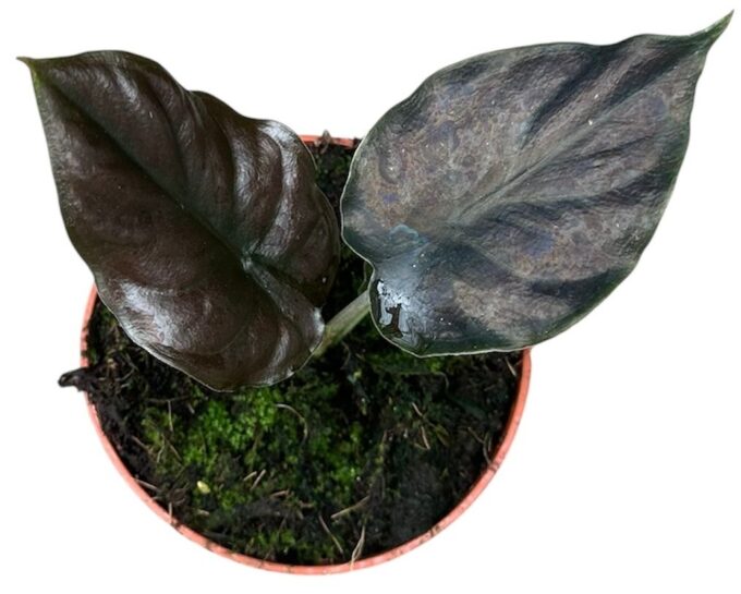 Alocasia Black Magic