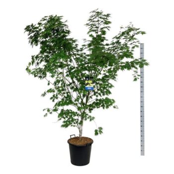 Acer Arctic Jade ®