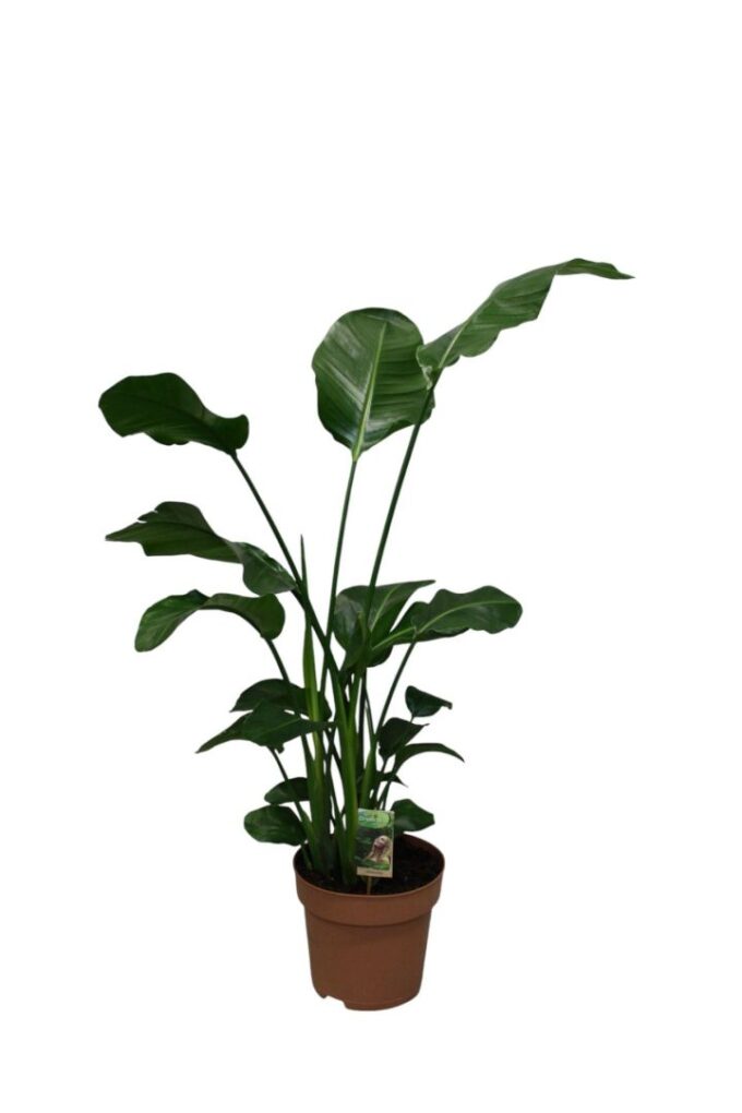 Strelitzia Nicolai p27 - hoogte 130-140
