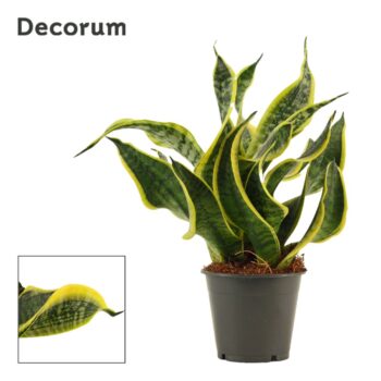 Sansevieria Dragon tongue 12 cm (Decorum)