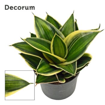 Sansevieria hahnii 9 cm Stars & stripes (Decorum)