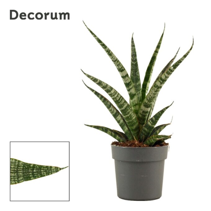 Sansevieria Tiger crown 12 cm (Decorum)