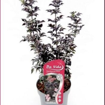 Sambucus Black tower
