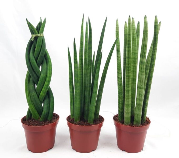 Sanseverieria cylindrica mix