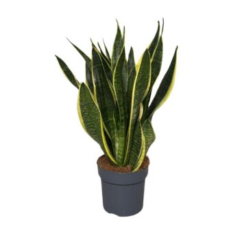 Sansevieria Superba