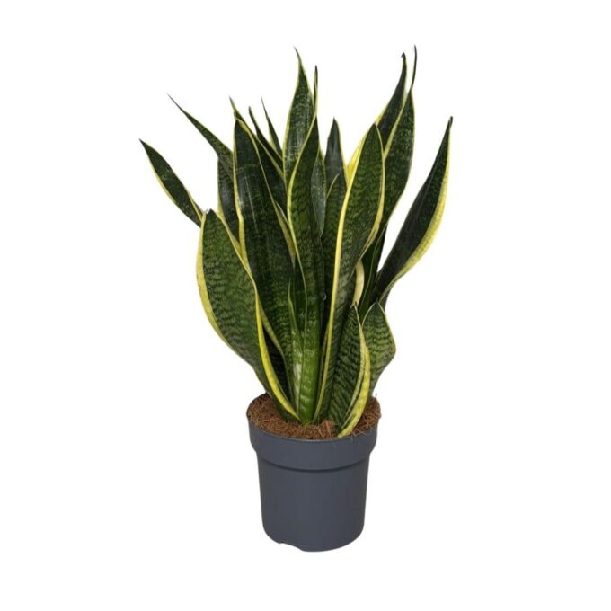 Sansevieria Superba