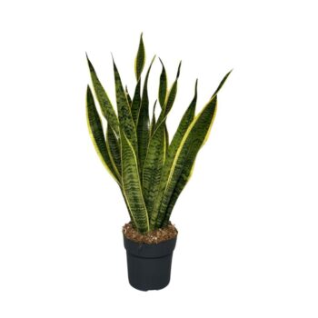 Sansevieria Laurentii