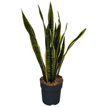 Sansevieria Laurentii