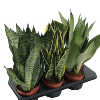 Sansevieria mix 3pp 3 species