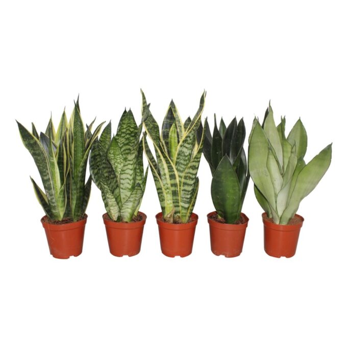 Sansevieira mix 3pp 5 species