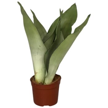 Sansevieria Moonshine 3pp