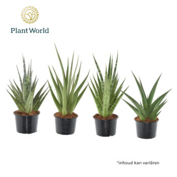 Sansevieria Prestige Mix