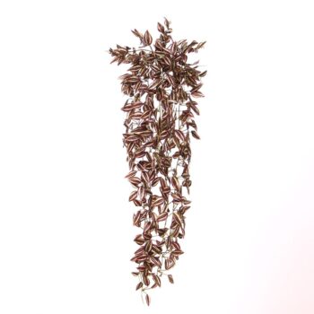 Tradescantia Kunsthangplant paars