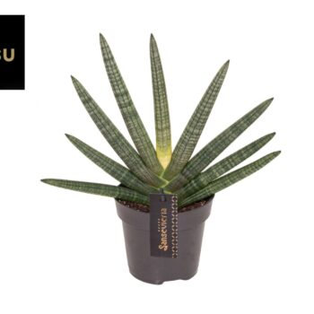 Sansevieria Dino Green