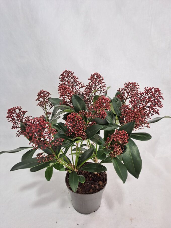 Skimmia Rubella P10 9+ bloem
