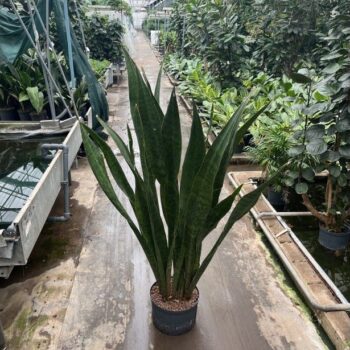 Sansevieria sauvage 28/19 1pp h150