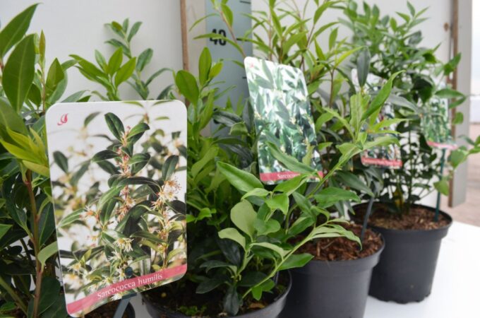 Sarcococca Mix