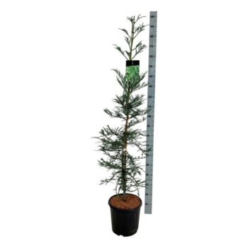 Sequoia sempervirens 'Xeno'