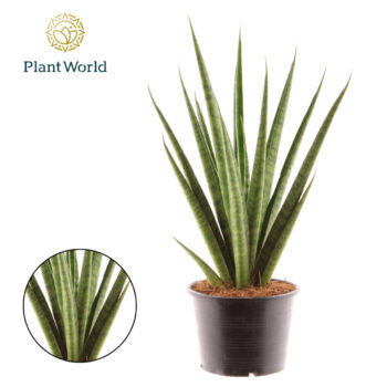 Sansevieria 'trifciata' Pineapple