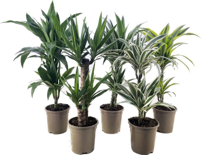 Deremensis + Yucca mix