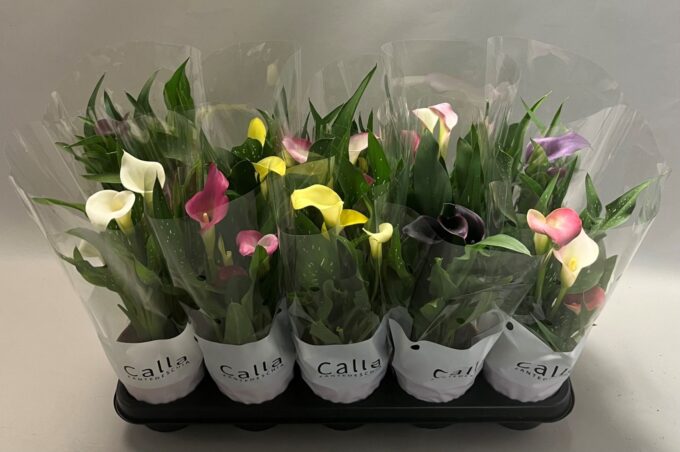 Zantedeschia gemengd Castlemix