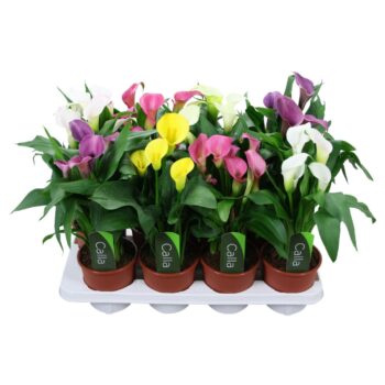Zantedeschia gemengd Calla mix met etiket