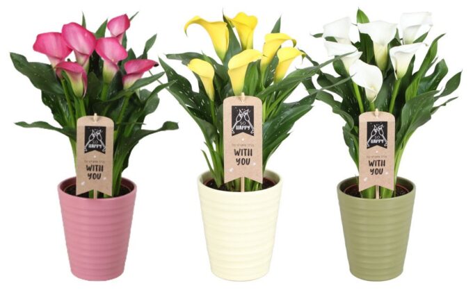 Zantedeschia gemengd Calla mix in Esmee keramiek
