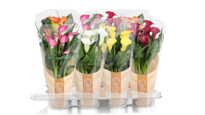 Zantedeschia gemengd Calla mix in bedrukte hoes
