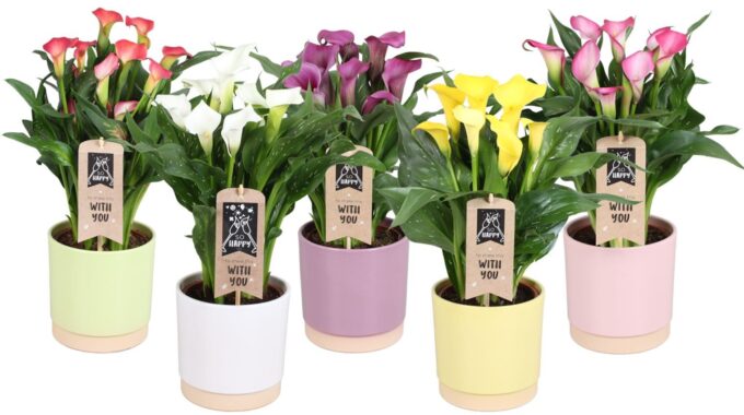 Zantedeschia gemengd Calla mix in Julia keramiek