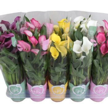 Zantedeschia gemengd Calla mix in MoreLIPS® hoes