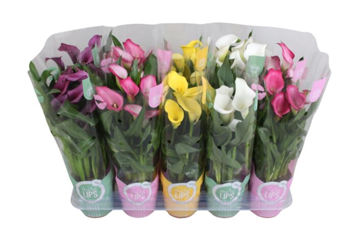 Zantedeschia gemengd Calla mix in MoreLIPS® hoes