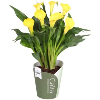 Zantedeschia Sunclub SoHappyCalla geel met groene potcover
