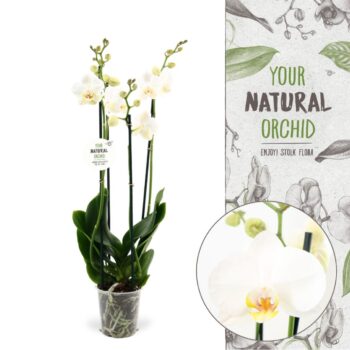 Your Natural Orchid | KB Milwaukee | Phalaenopsis 3 spike