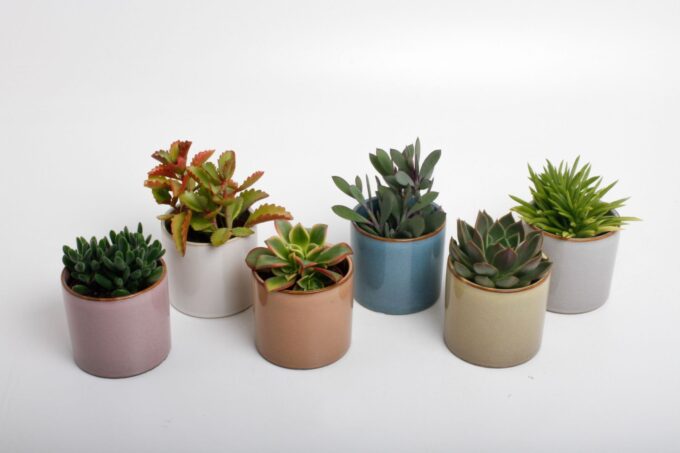 Succulenten mix in Vera keramiek