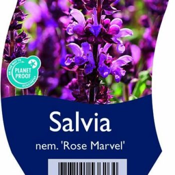 Salvia nem. 'Rose Marvel'