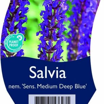 Salvia nem. 'Sens. Medium Deep Blue'