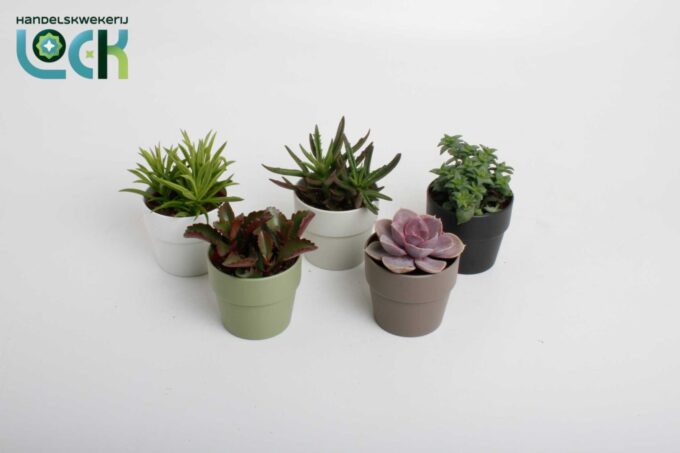 Succulenten mix in Sven kleuren mix