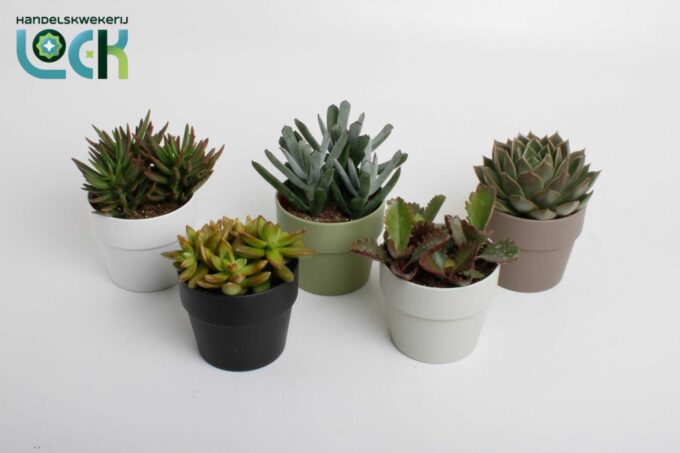 Succulenten mix in Sven kleuren mix