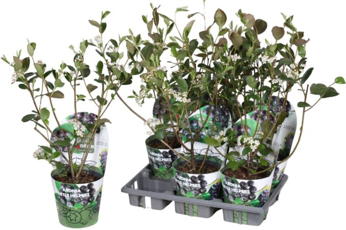 Aronia Little Helpers Bio P14 potcover