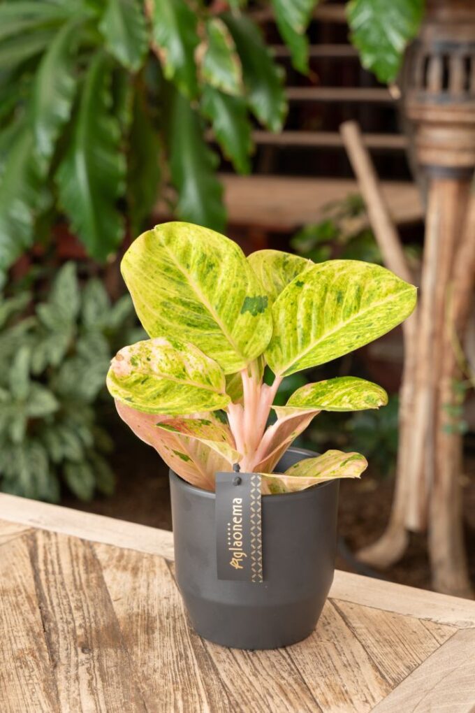 Aglaonema Apple Fantasy