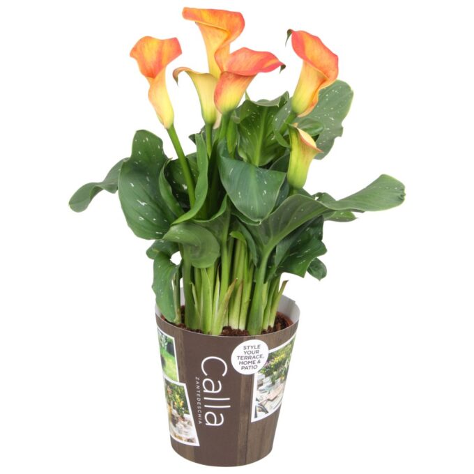 Zantedeschia Fireworks Calla oranje met outdoor potcover