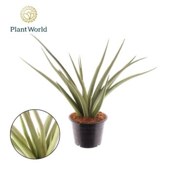 Sansevieria Syreni