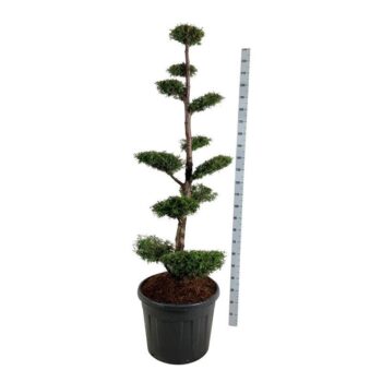 Thuja occ. 'Brabant'
