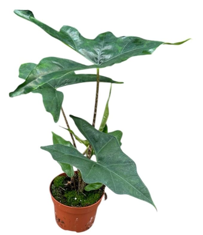 Alocasia Batwing