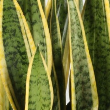 Sansevieria trifasciata 'Laurentii' 90cm